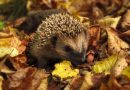Embracing the Beauty of Autumn to Help Nature in Your Garden