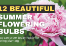 12 beautiful summer flowering bulbs you can order today ready for spring planting