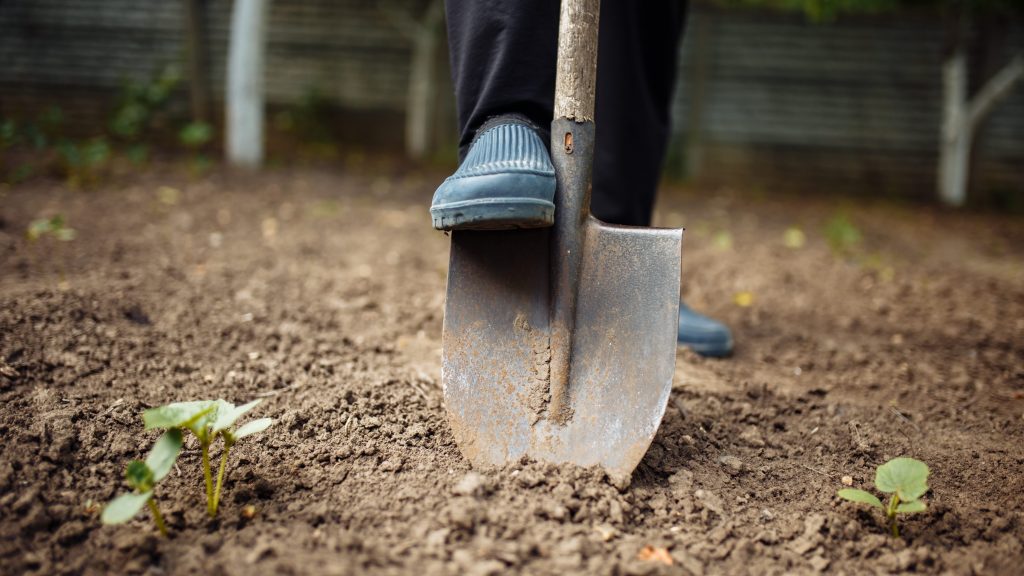 Preparing the ground. Digging over soil with spade.