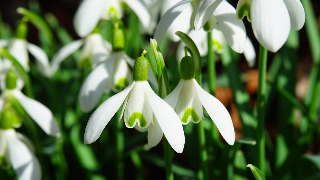 Snowdrops
