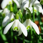 Snowdrops