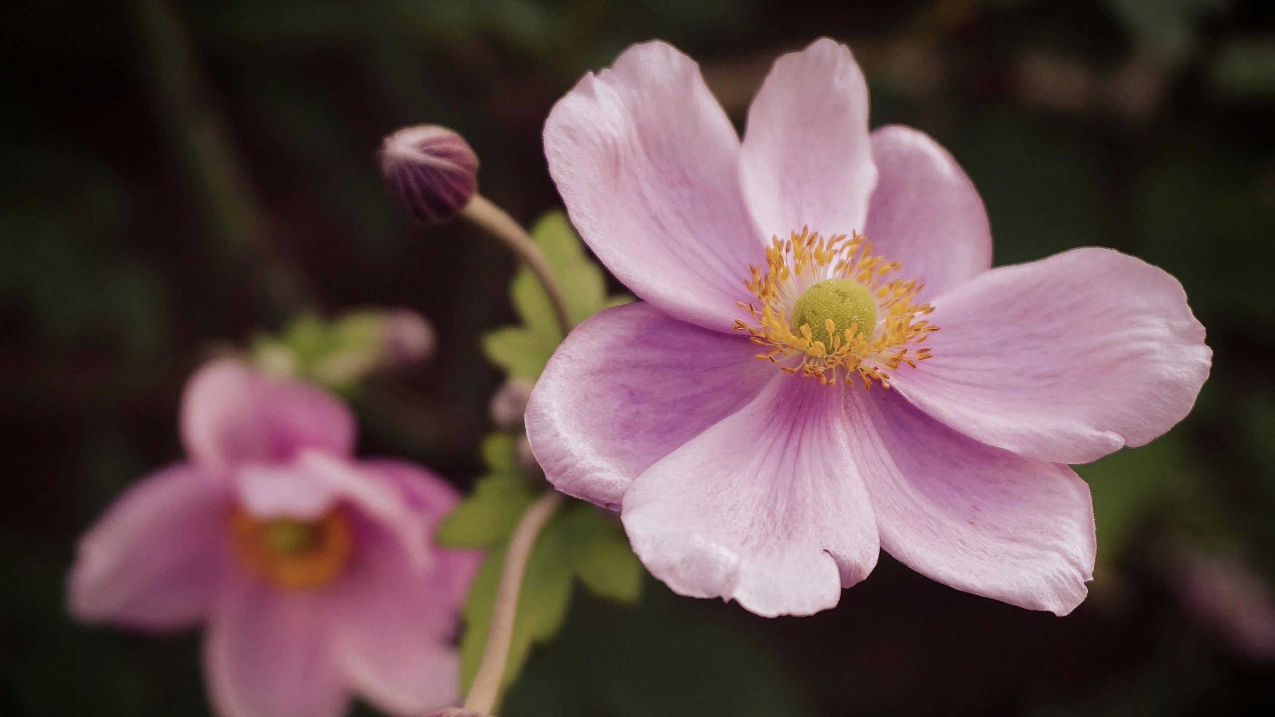 Japanese Anemone