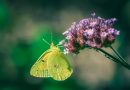 Popular plants for attracting butterflies