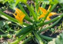 Growing Courgettes