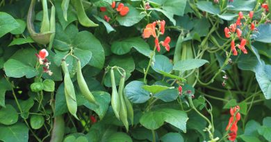 Simple way to growing runner beans at home