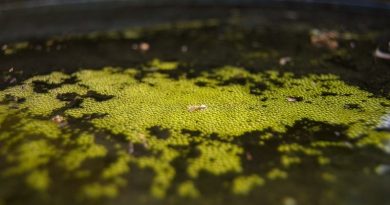 Algae growth in water butts