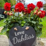 ‘Love Dahlias’ Slate Garden Sign