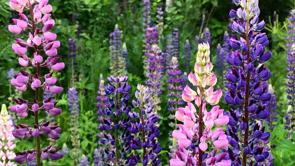 Multiple colour Lupins. Easier to grow flowering plants