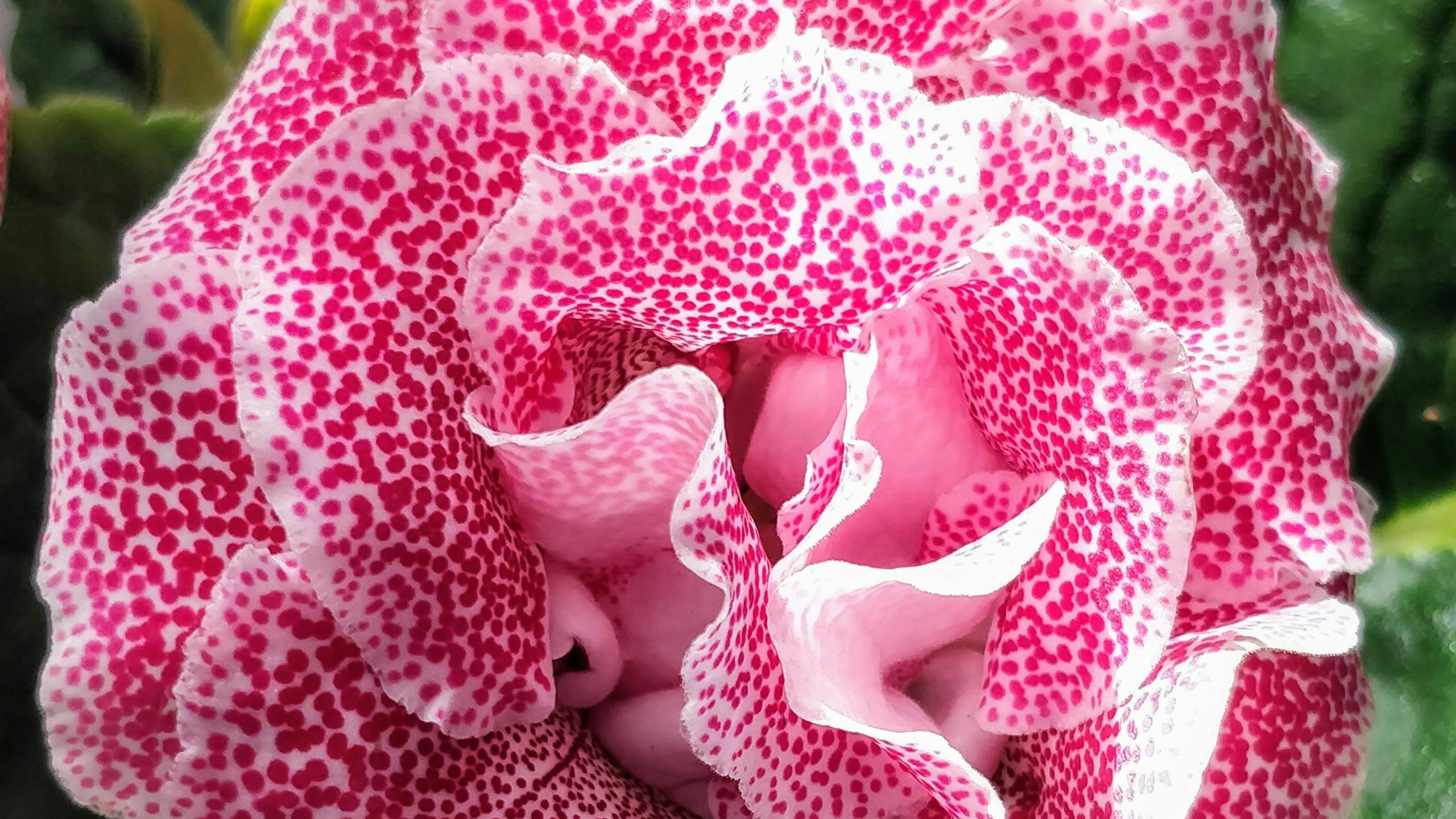 Pink Gloxinia
