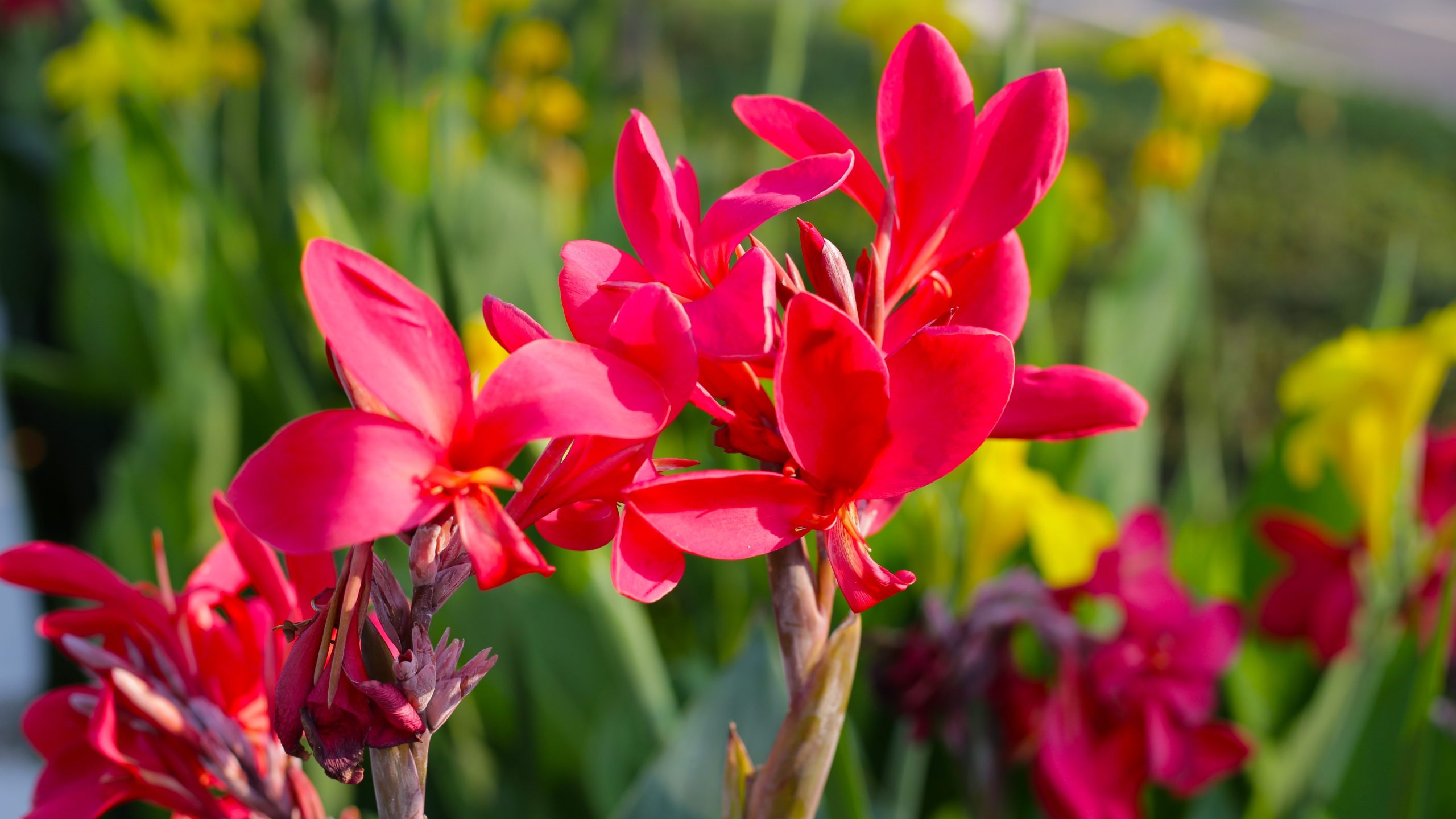 canna flower with green leaves