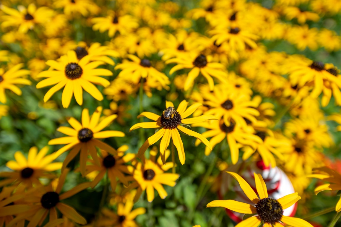 Rudbeckia