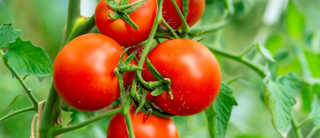 Gowing tomatoes