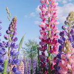 Growing Lupins