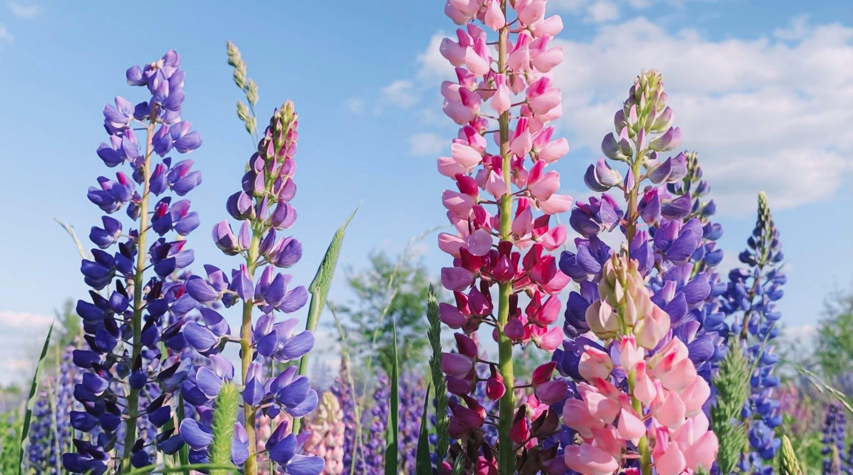 Growing Lupins